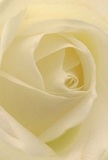 From a close vantage, this creamy white rose appears as a world unto itself, each petal curling inward in delicate spirals, reminiscent of a quiet dawn in Bounds Green. The image draws attention to the fine texture-the velvety softness and almost translucent edge of every petal-inviting you to imagine the cool touch of early morning dew. Dappled light plays between the ivory folds, creating gentle shadows that add depth and silent drama, much like the interplay of sun and shade along Bowes Park pathways. The rose radiates a calm assurance, serving as a pure symbol of respect, sympathy, or the anticipation of new beginnings. As a florist working within the local community, I find this bloom perfectly suited to express heartfelt emotion, be it gratitude, remembrance, or simple admiration. The barely-there fragrance lingers in the mind, conjuring memories of quiet, meaningful gatherings and reflecting the care with which each bouquet is made and delivered across Bounds Green's welcoming neighbourhood.